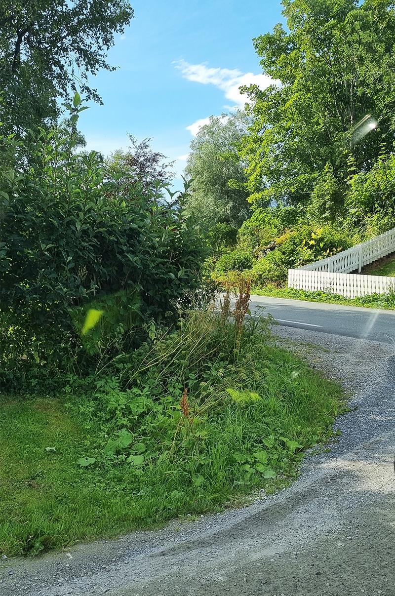 Et veikryss som er overgrodd av busker og hekk - Klikk for stort bilde